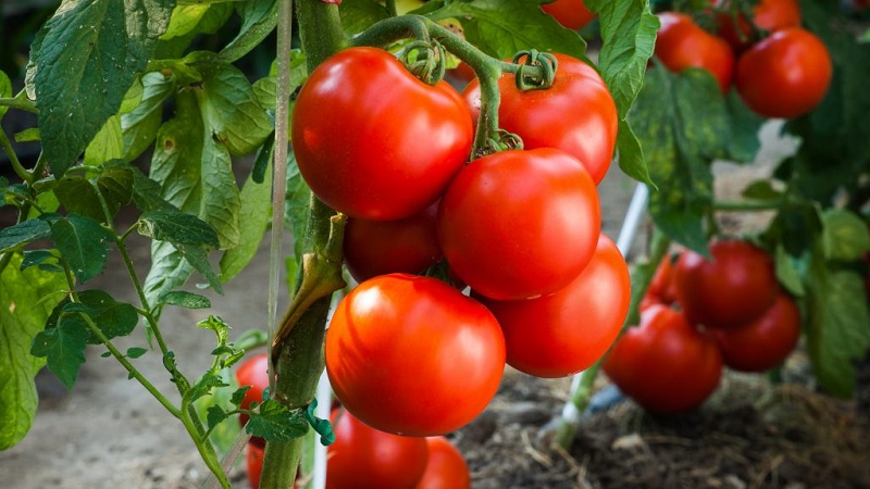Strong, resistant bushes for open ground - tomato Tatyana: what is good and how to grow it correctly