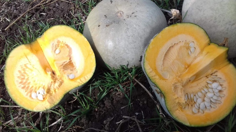 Large-fruited and mid-season pumpkin variety Volzhskaya gray: rules of agricultural technology and tips for growing