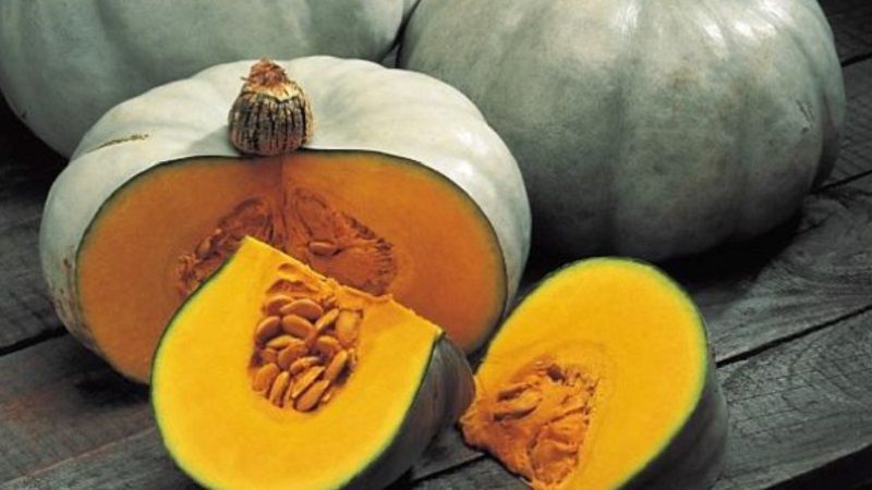 Large-fruited and mid-season pumpkin variety Volzhskaya gray: rules of agricultural technology and tips for growing