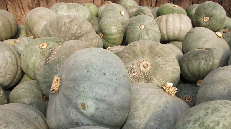 Large-fruited and mid-season pumpkin variety Volzhskaya gray: rules of agricultural technology and tips for growing