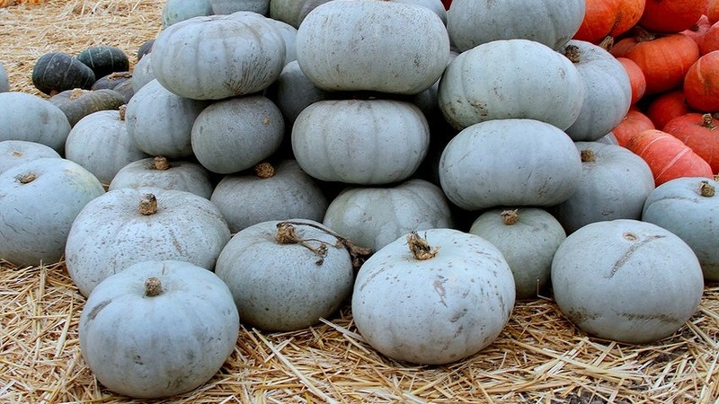 Large-fruited and mid-season pumpkin variety Volzhskaya gray: rules of agricultural technology and tips for growing