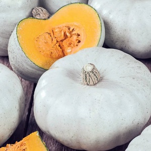 Large-fruited and mid-season pumpkin variety Volzhskaya gray: rules of agricultural technology and tips for growing