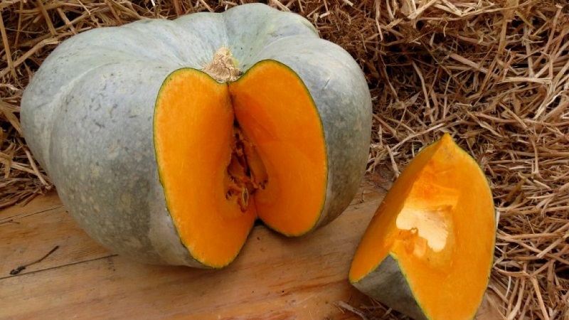 Large-fruited and mid-season pumpkin variety Volzhskaya gray: rules of agricultural technology and tips for growing
