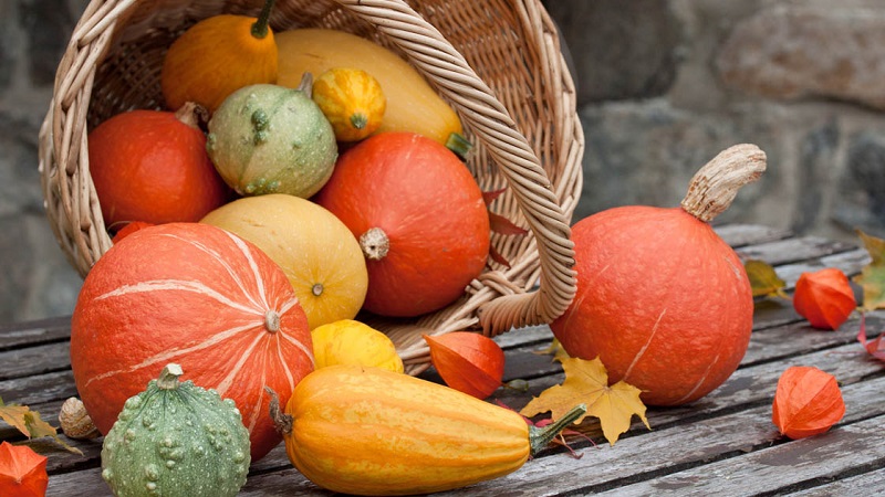 A tasty and healthy medicine from your own garden: pumpkin treatment for a number of diseases