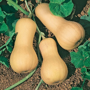 The favorite of gardeners and culinary experts is Butternut pumpkin: we grow it without hassle and use it in delicious recipes