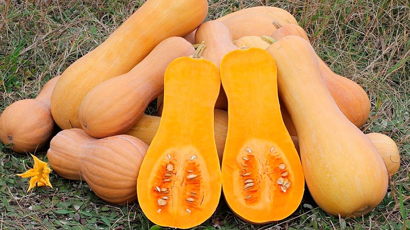 The favorite of gardeners and culinary experts is Butternut pumpkin: we grow it without hassle and use it in delicious recipes
