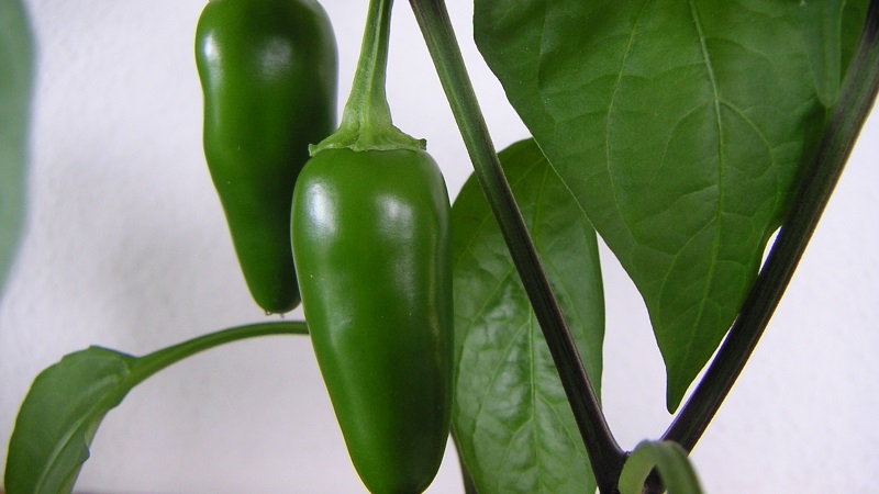 Pickled jalapeno peppers - recipes at home: 3 options for making a delicious hot snack
