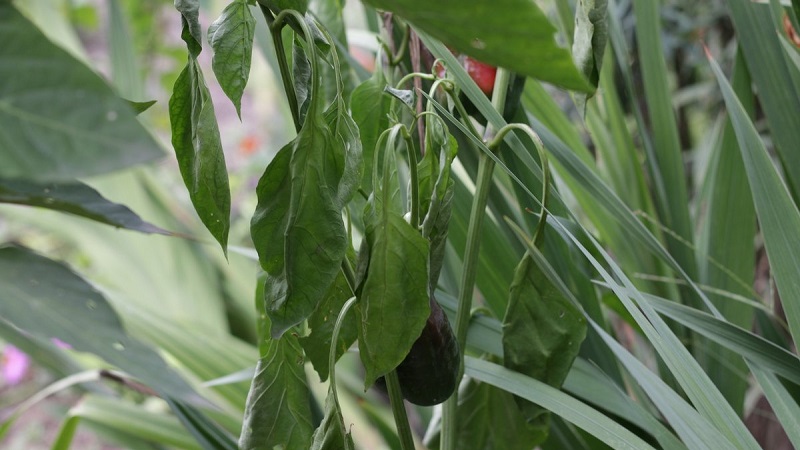 Measures to combat fusarium wilt of pepper and prevent the occurrence of the disease