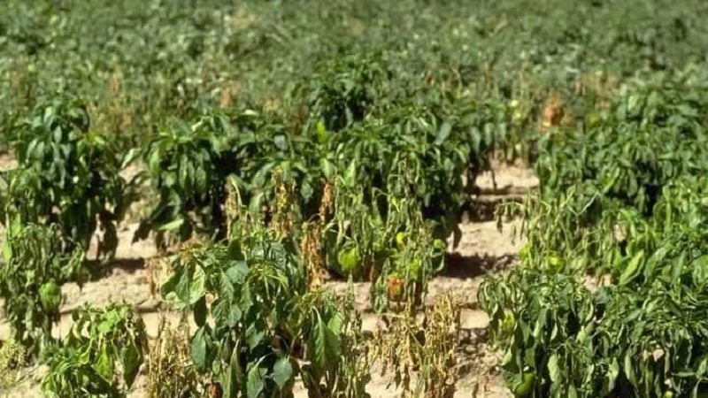 Measures to combat fusarium wilt of pepper and prevent the occurrence of the disease