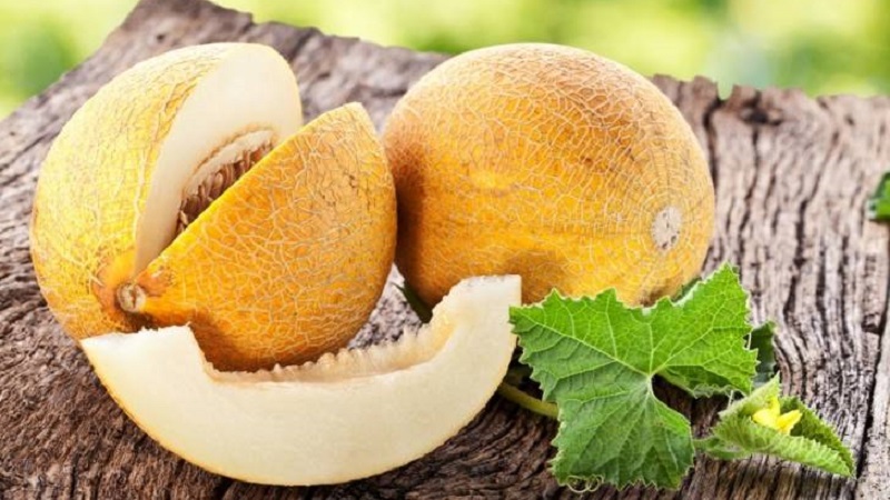 Is it possible to eat a melon for gout and how is it useful