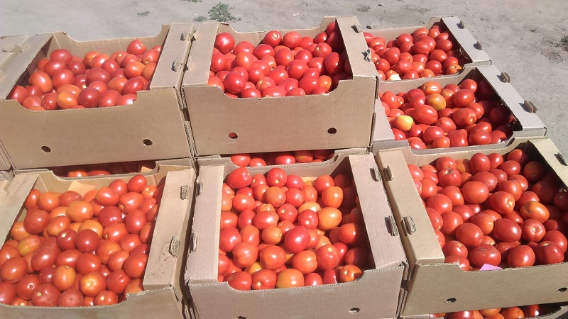 Unusual Tomato Cream and how to care for it