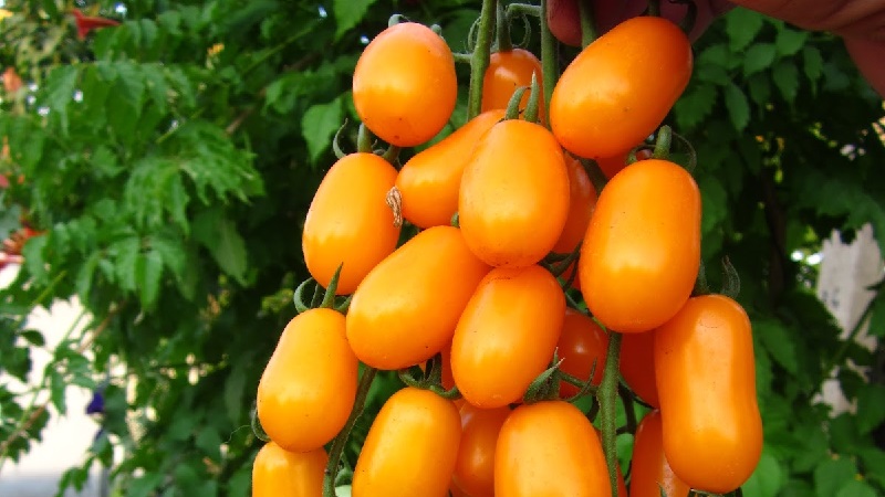Unusual Tomato Cream and how to care for it