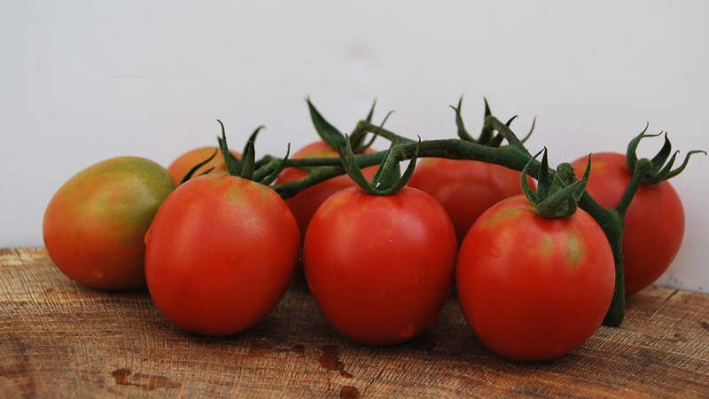 Unusual Tomato Cream and how to care for it