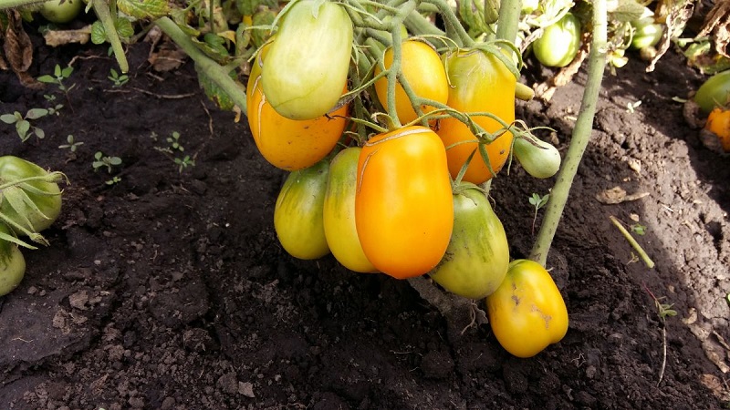 Unusual Tomato Cream and how to care for it