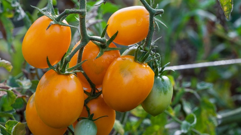 Unusual Tomato Cream and how to care for it