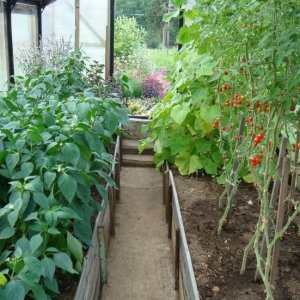 An unpretentious, but very tasty variety of tomatoes The miracle of the market with a rich harvest is a favorite of experienced gardeners