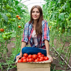 An unpretentious, but very tasty variety of tomatoes Miracle of the market with a rich harvest - a favorite of experienced gardeners