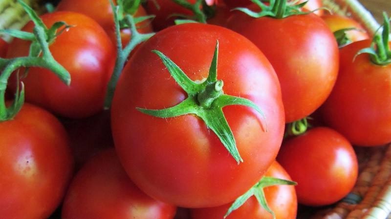 Tomato Ogorodnik review: advantages and disadvantages, growing conditions and characteristics of the finished crop
