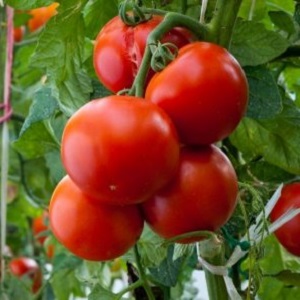 Tomato Ogorodnik review: advantages and disadvantages, growing conditions and characteristics of the finished crop