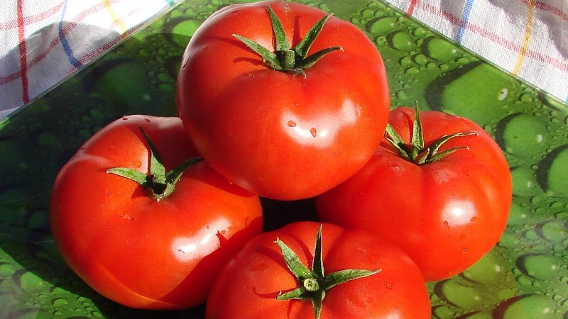 Tomato Ogorodnik review: advantages and disadvantages, growing conditions and characteristics of the finished crop