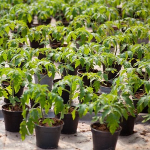 Tomato Ogorodnik review: advantages and disadvantages, growing conditions and characteristics of the finished crop