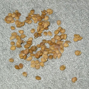 Tomato Ogorodnik review: advantages and disadvantages, growing conditions and characteristics of the finished crop