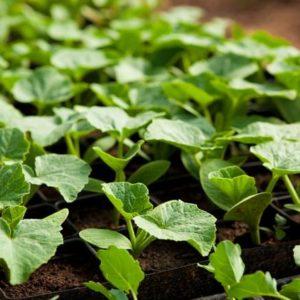 Very compact and prolific Amazon pumpkin with crunchy sweet pulp: what is good and how to grow correctly