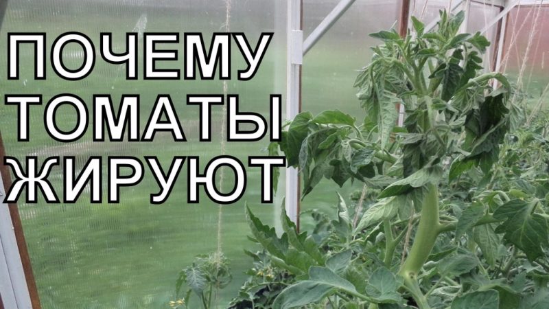 Why tomatoes in a greenhouse fatten and what to do if this happens: a guide to action and useful tips