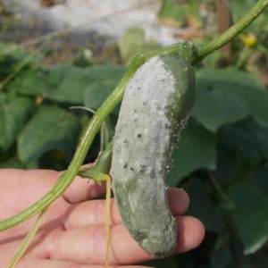 Why does gray rot appear on cucumbers and how to deal with it