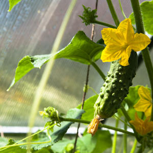 Why does gray rot appear on cucumbers and how to deal with it