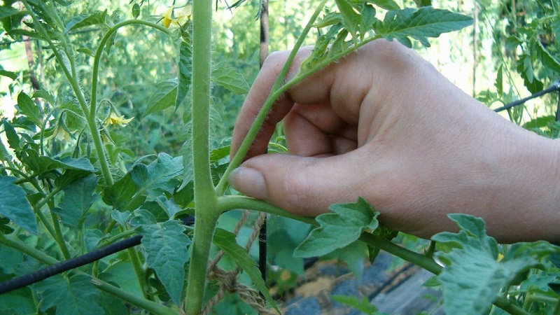 Step-by-step instructions for novice gardeners: how to correctly pinch tomatoes in a greenhouse and why you need it
