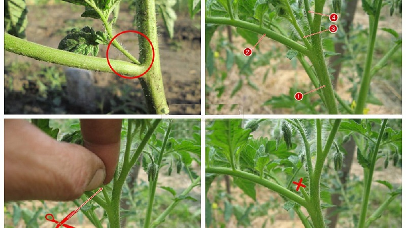 Step-by-step instructions for novice gardeners: how to correctly pinch tomatoes in a greenhouse and why you need it