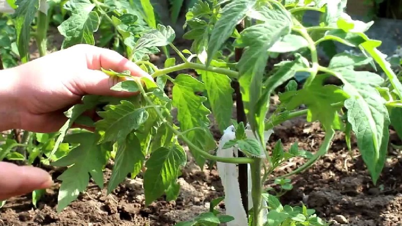 We learn from experienced summer residents how to pinch tomatoes correctly: an analysis of the nuances and a step-by-step description of the process