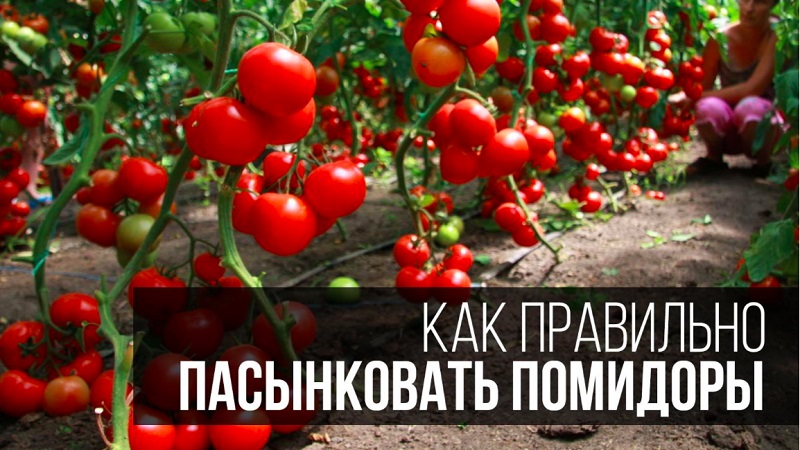 Step-by-step instructions for novice gardeners: how to correctly pinch tomatoes in a greenhouse and why you need it