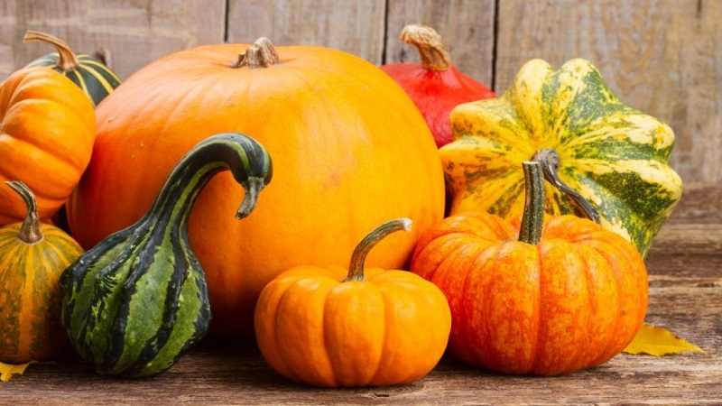 The benefits and harms of pumpkin for the body: the composition and properties of the vegetable, the rules for its use