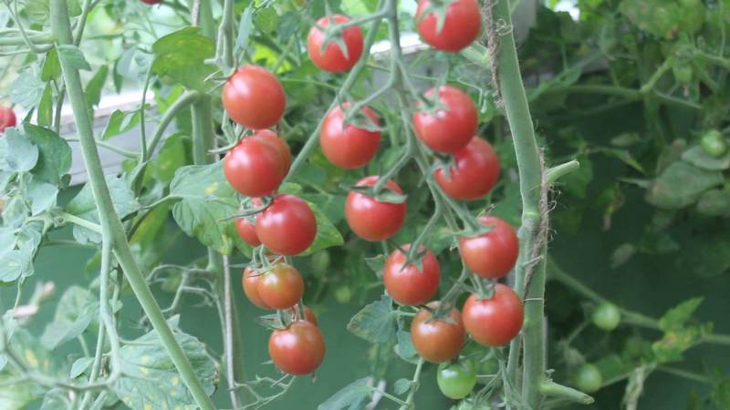 A popular and beloved variety of sweet and sour cherry tomatoes: the Japanese brush tomato and its benefits