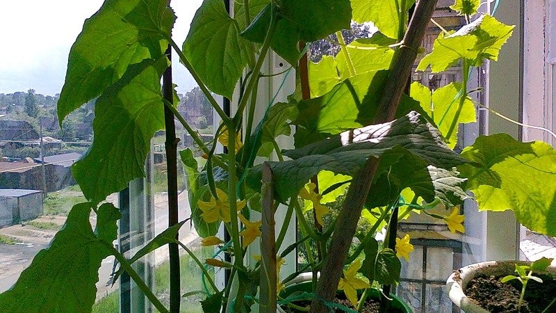 Step-by-step instructions for novice vegetable growers: how to grow cucumbers on the balcony and get a harvest