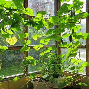 Step-by-step instructions for novice vegetable growers: how to grow cucumbers on the balcony and get a harvest
