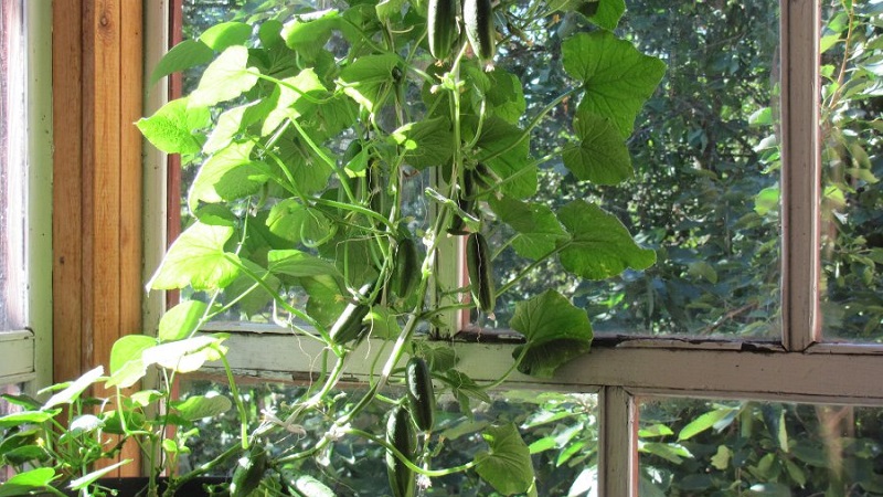 Step-by-step instructions for novice vegetable growers: how to grow cucumbers on the balcony and get a harvest