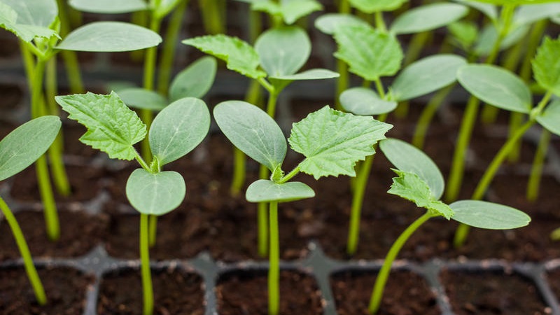 Step-by-step instructions for novice vegetable growers: how to grow cucumbers on the balcony and get a harvest