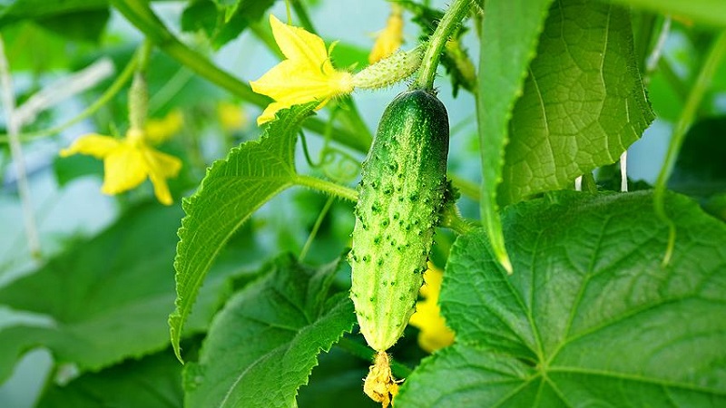 Step-by-step instructions for novice vegetable growers: how to grow cucumbers on the balcony and get a harvest