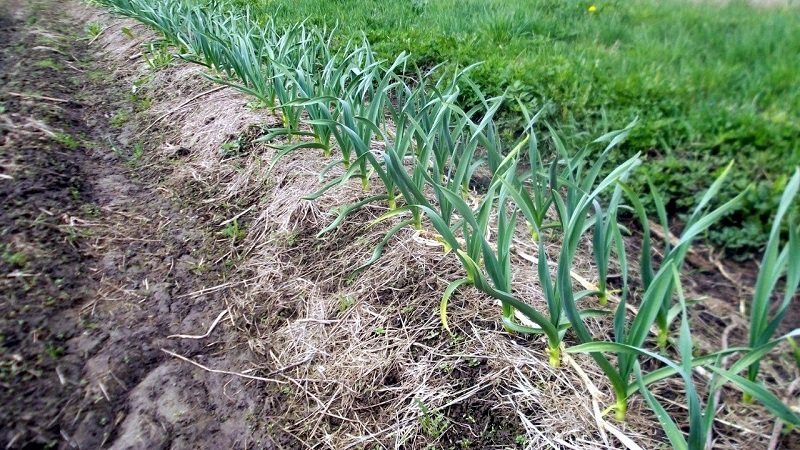 Secrets of winter garlic care in spring