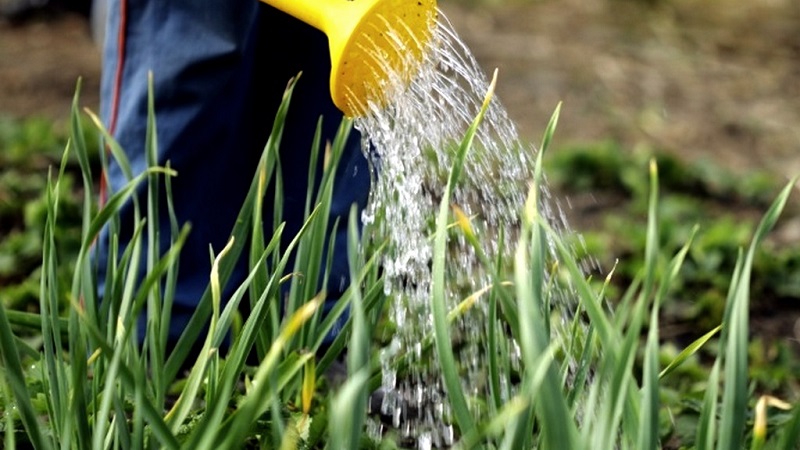 Secrets of winter garlic care in spring