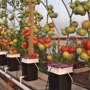 Secrets of growing tomatoes at home in hydroponics
