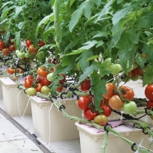 Secrets of growing tomatoes at home in hydroponics