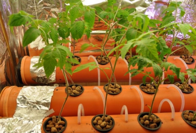Secrets of growing tomatoes at home in hydroponics