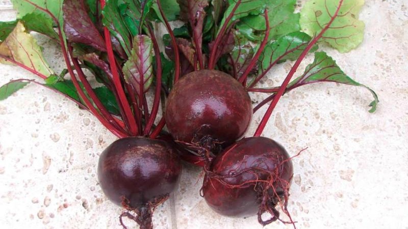 Sweet and full of vitamins mulatto beets: how to grow a rich harvest and where to use it