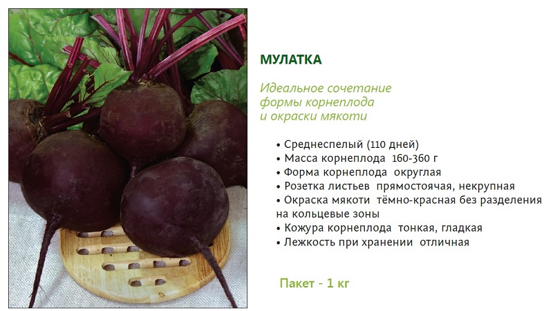 Sweet and full of vitamins mulatto beets: how to grow a rich harvest and where to use it