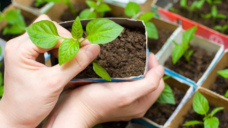 Sweet and juicy variety of Cholstyach pepper for greenhouses and open ground