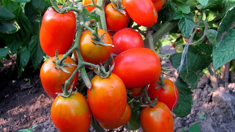 We get the maximum yield with the minimum expenditure of energy - tomato The miracle of the lazy